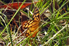 Heteronympha paradelpha
