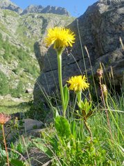 Hypochaeris uniflora