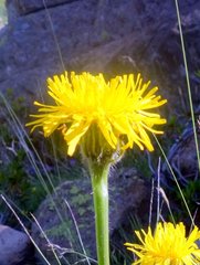 Hypochaeris uniflora