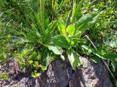 Hypochaeris uniflora