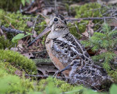 American Woodcock