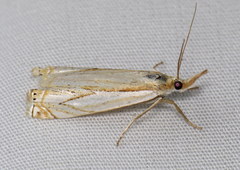 Crambus saltuellus