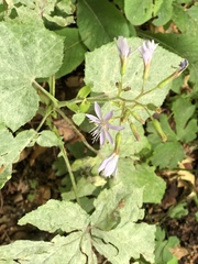 Cicerbita macrophylla