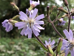 Cicerbita macrophylla