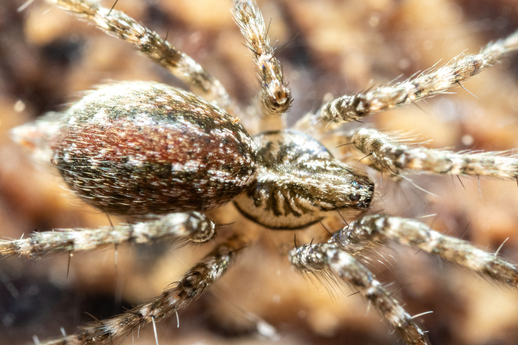 Barronopsis stephaniae