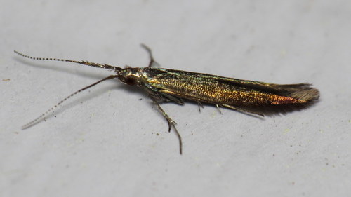 Metallic Coleophora Moth photo 5