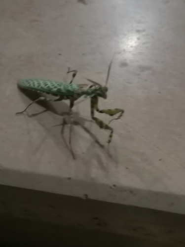 Thistle Mantis
