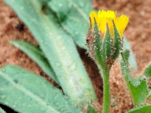 field marigold