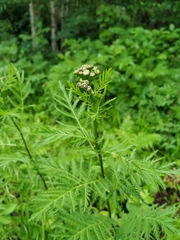 Tanacetum vulgare boreale