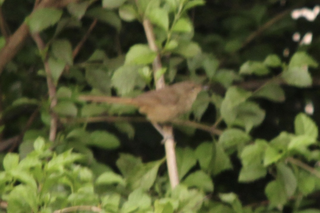 Malagasy Brush Warbler (Nesillas typica), photo 2
