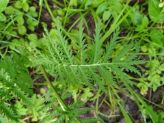 Tanacetum vulgare boreale