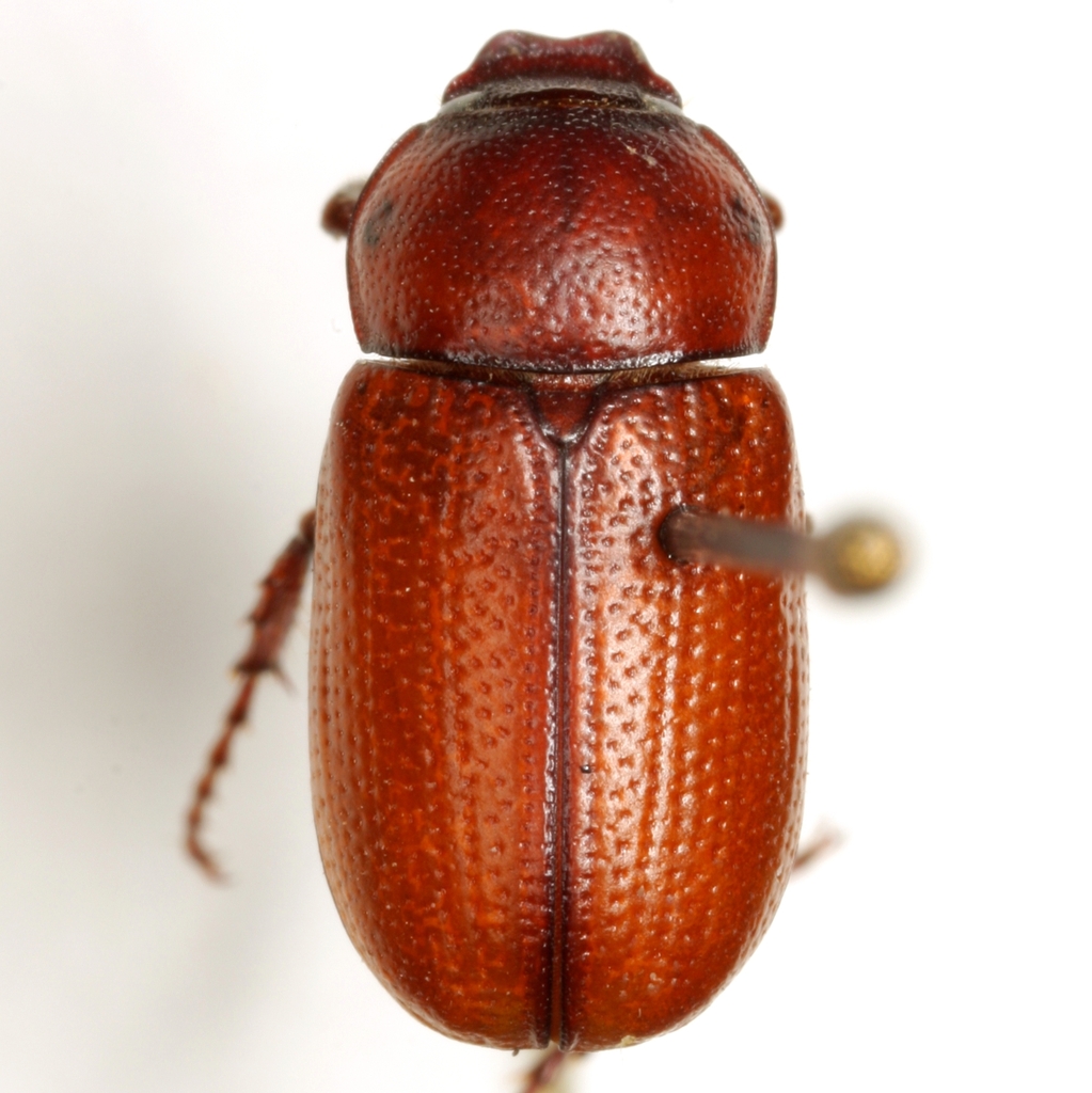 Diplotaxis beyeri