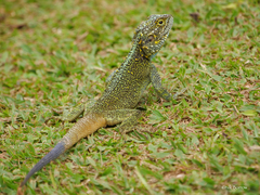Acanthocercus ugandaensis