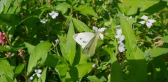 Pieris rapae
