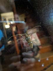 Eburia quadrigeminata