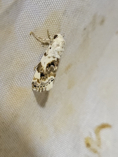 Acontia biskrensis