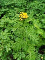 Tanacetum vulgare boreale