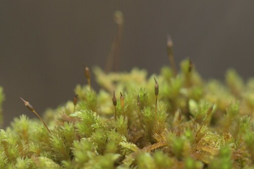 Image of Racomitrium aciculare by (c) Kian Hayles-Cotton, some rights reserved (CC BY)
