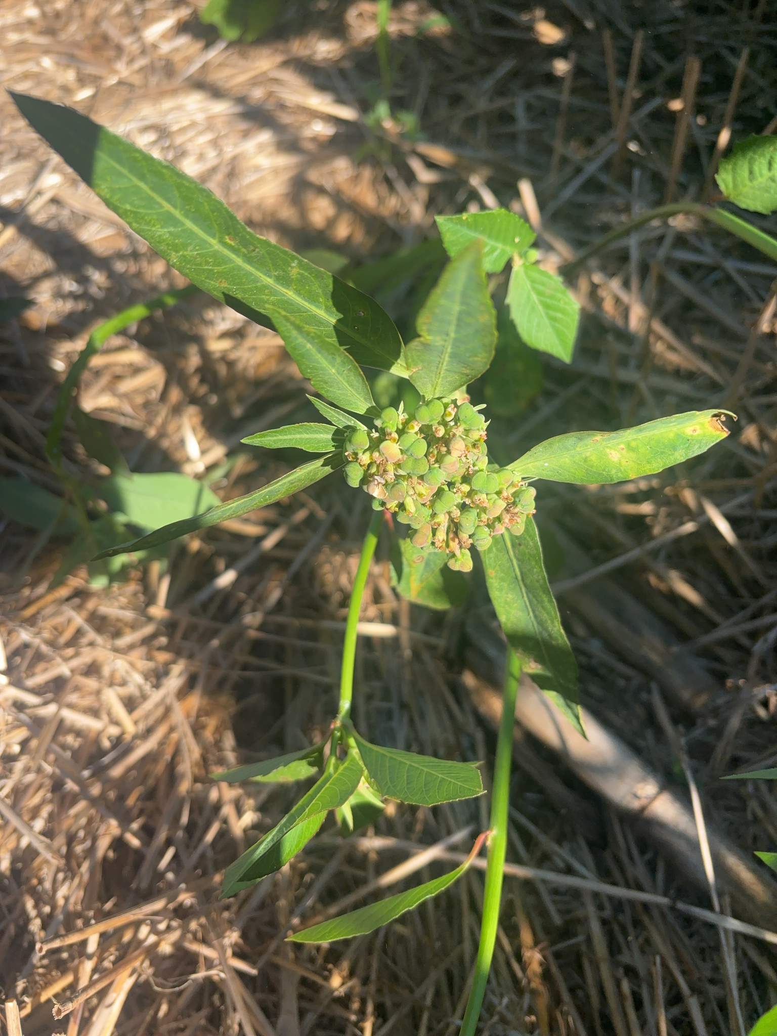 Euphorbia heterophylla