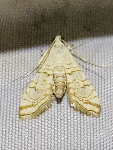 Synclera bleusei
