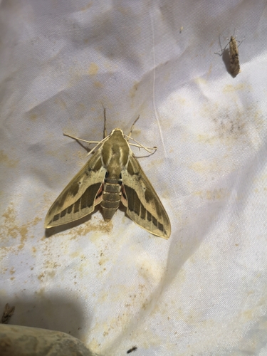 Barbary Spurge Hawk-moth