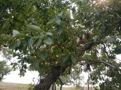 Populus laurifolia