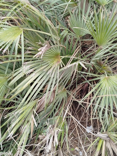 Mediterranean fan palm