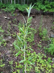 Salix rorida