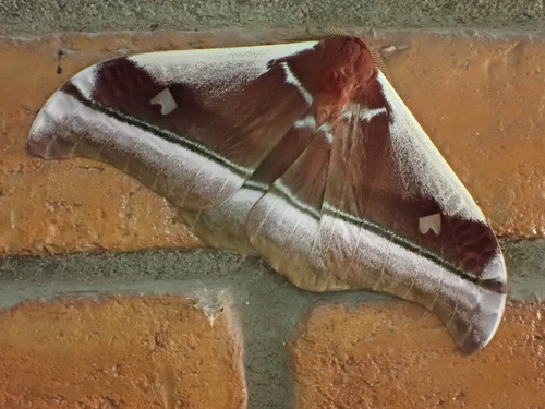 Cabbage Tree Emperor