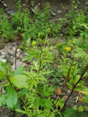 Ranunculus chinensis