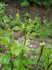 Ranunculus chinensis