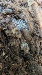 Aegerita candida