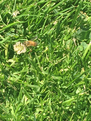 Apis mellifera