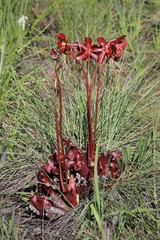 Sarracenia purpurea venosa