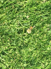 Apis mellifera