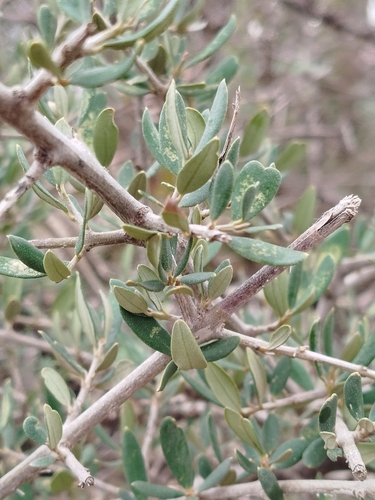 Olive tree