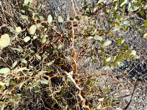 Image of Lycium boerhaviifolium by (c) Clara (Clari), some rights reserved (CC BY-SA)