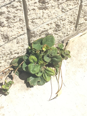Fragaria