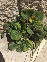 Fragaria