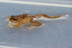 Microbatrachella capensis