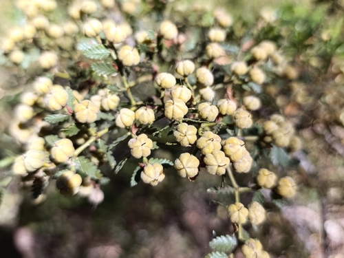 Image of Larrea nitida by (c) Clara (Clari), some rights reserved (CC BY-SA)