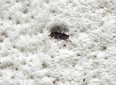 Basitropis