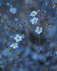Ivesia santolinoides