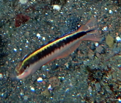 Plagiotremus azaleus