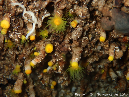 Yellow Cup Coral