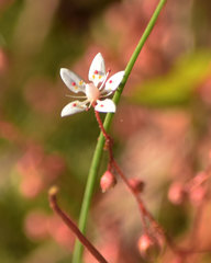 Micranthes bryophora