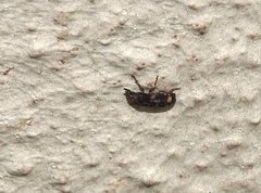 Basitropis