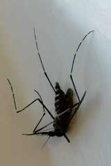 Aedes koreicus