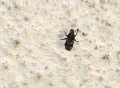Basitropis
