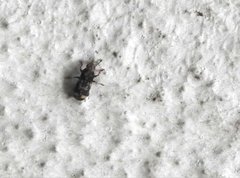 Basitropis